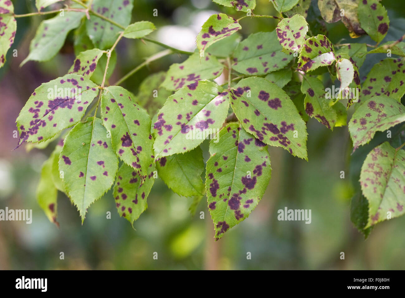 Diplocarpon Rosae Rose Black Spot Disease Stock Photo Alamy Diplocarpon rosae rose black spot disease stock photo alamy