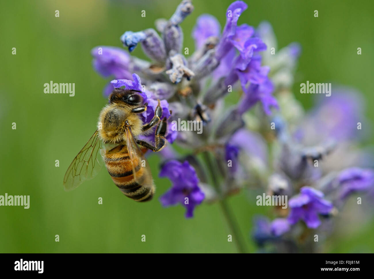 Western honey bee (Apis mellifera) gathering nectar from a lavender flower, bee (Apidae), Switzerland Stock Photo