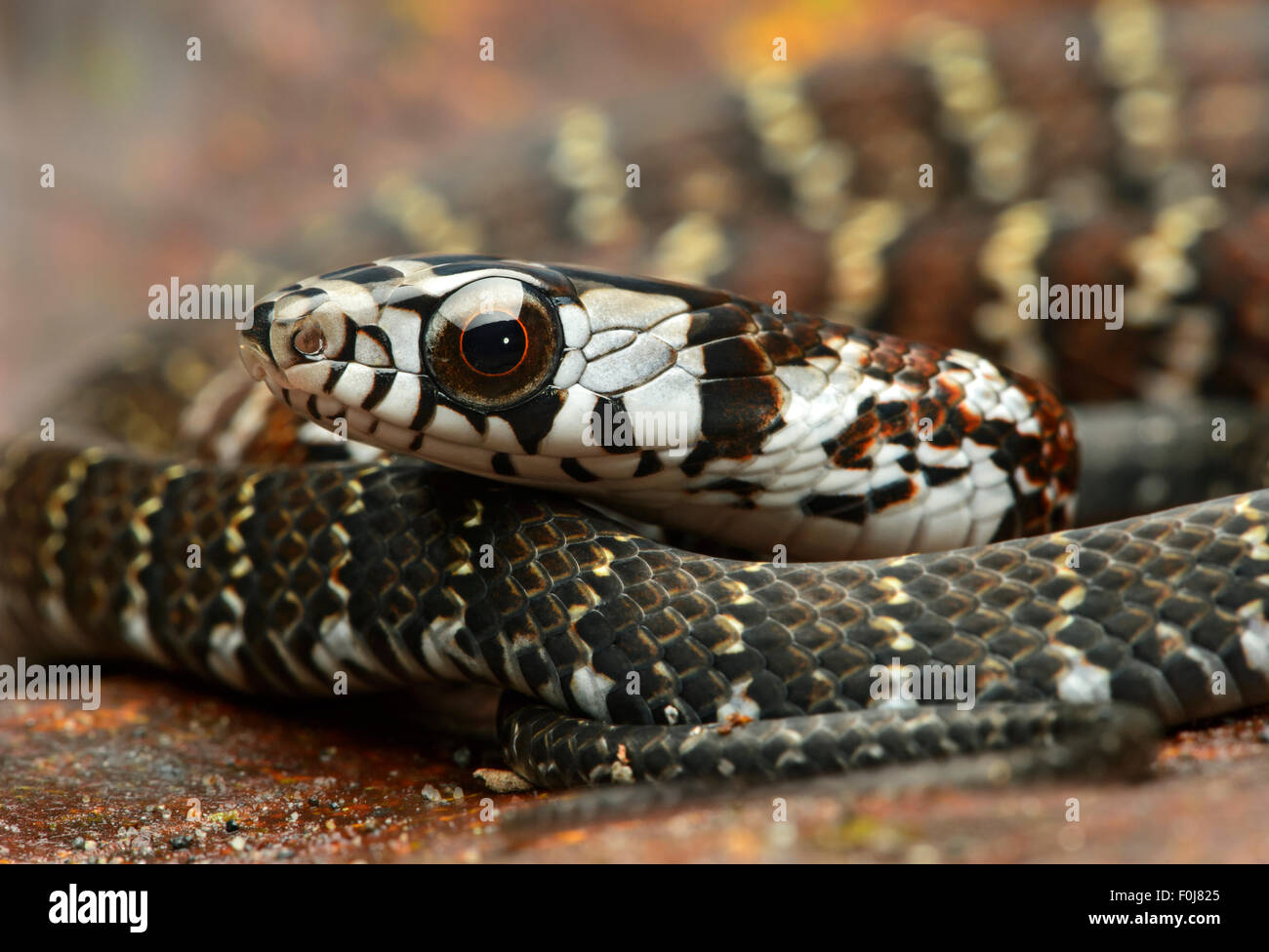 Tawny Forest Racer (Dendrophidion dendrophis), snake (Colubridae), Amazon rainforest, Yasuni National Park, Ecuador Stock Photo