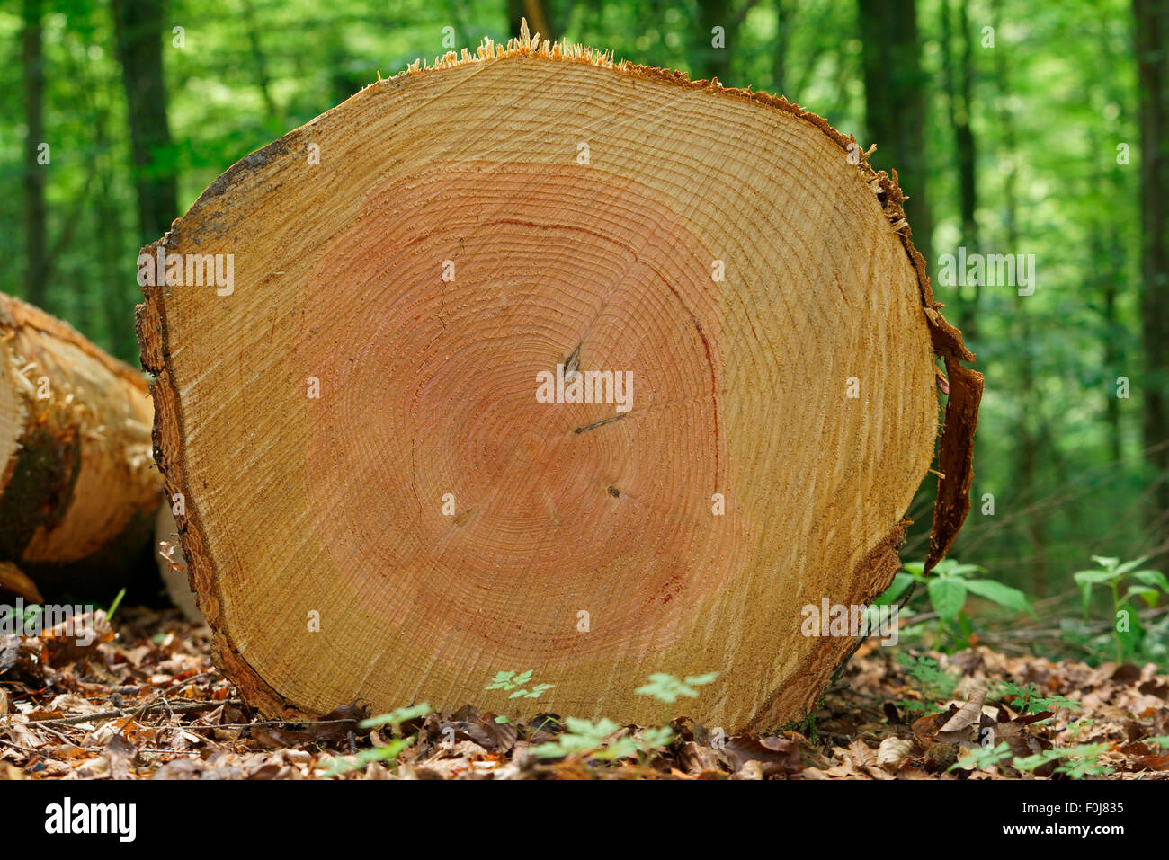 Felled tree, Douglas fir, Oregon pine or Douglas spruce (Pseudotsuga menziesii), Hesse, Germany Stock Photo