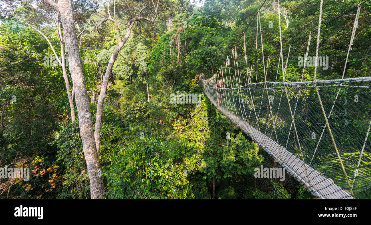 Suspension Bridge In Jungle Kuala Tahan Taman Negara National Park