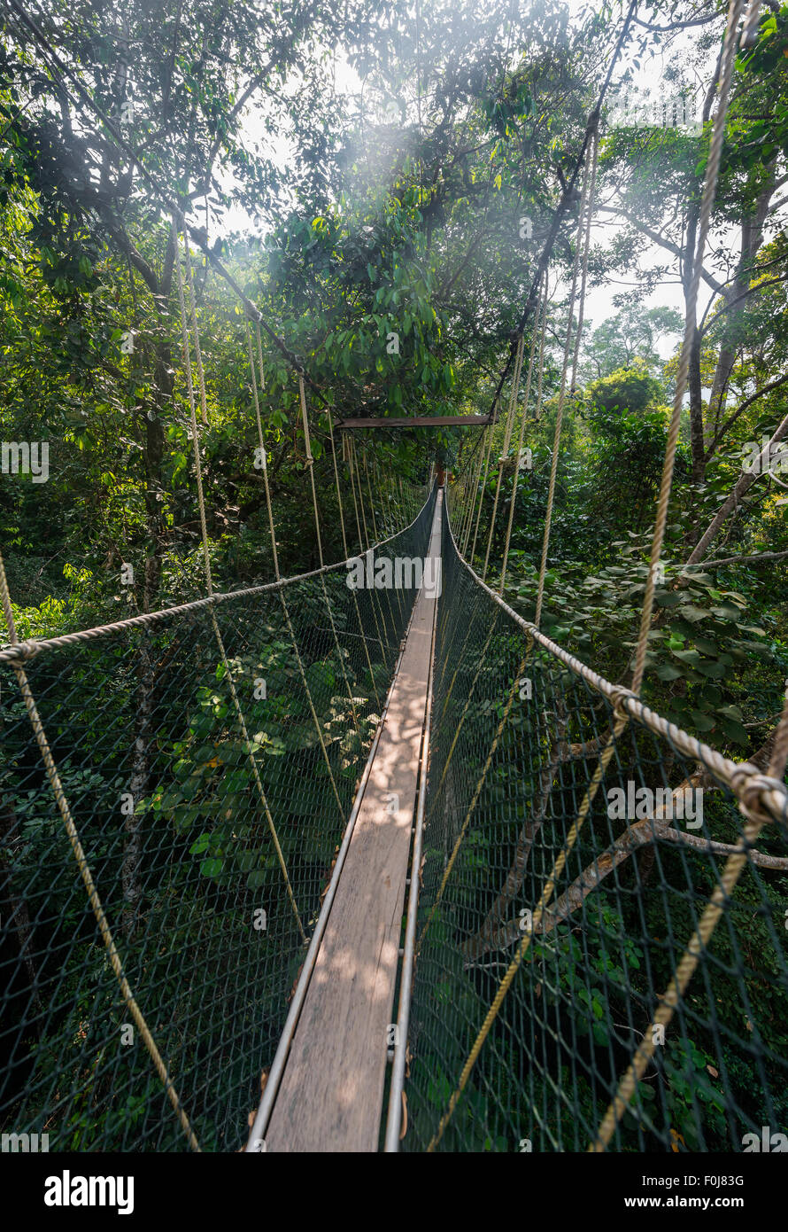 Suspension bridge in jungle, Kuala Tahan, Taman Negara National Park
