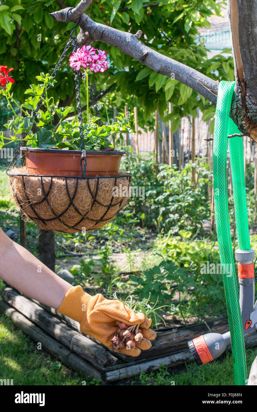 Hands hold plant bulbs in a garden. Daylight Stock Photo Alamy
