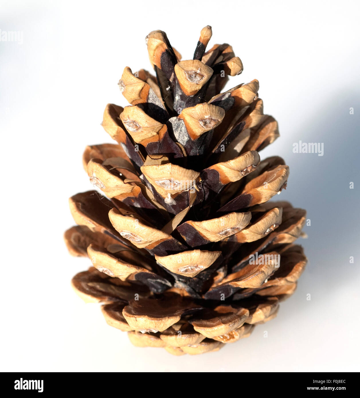 Kiefernzapfen, Kiefer, Pinus Stock Photo Alamy