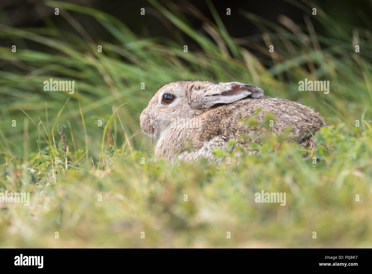 Wild common rabbit (Oryctolagus cuniculus), Texel, West Frisian Islands, Province of North Holland, Holland, The Netherlands Stock Photo