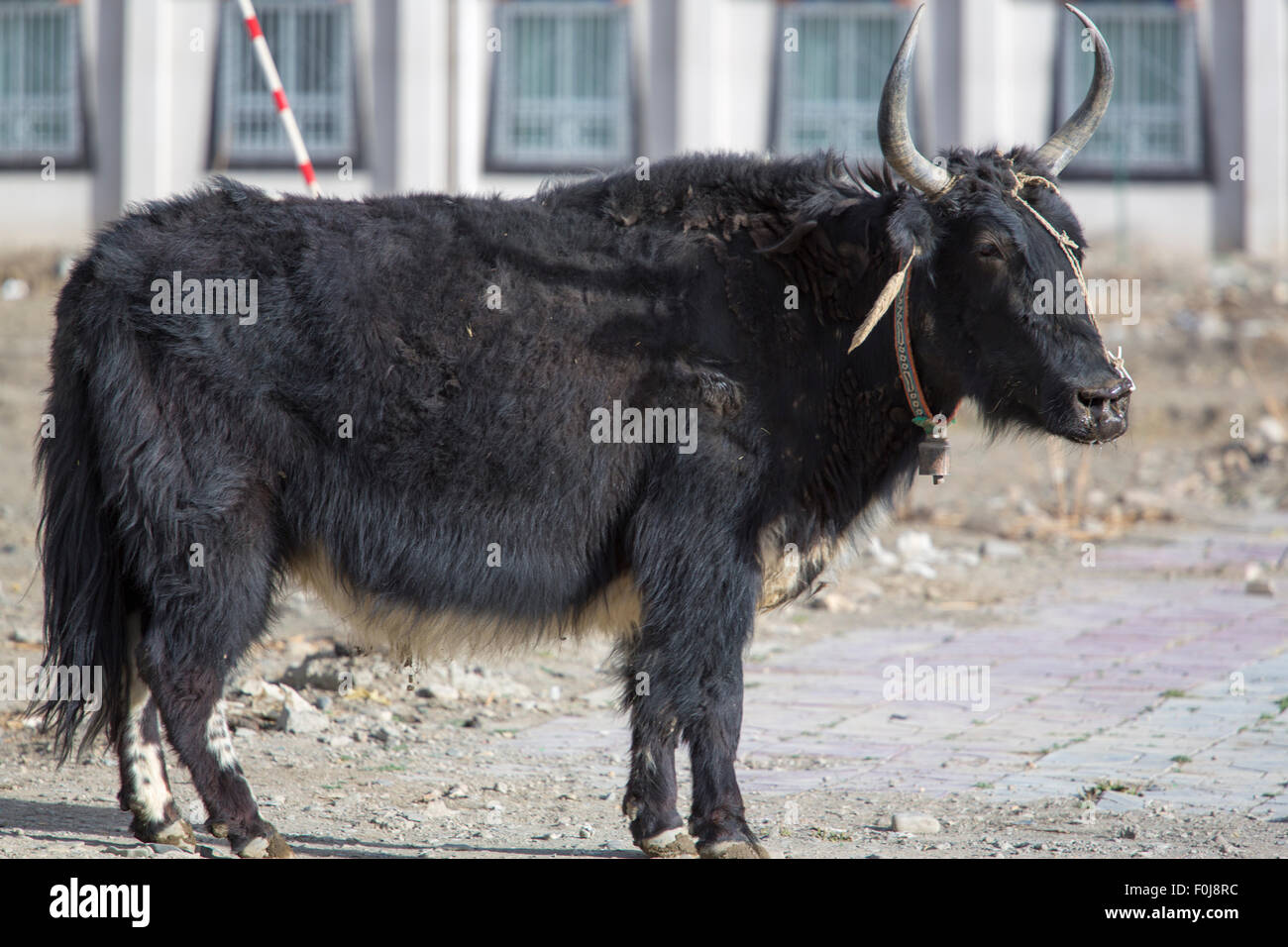 Black yak dzo hot sale