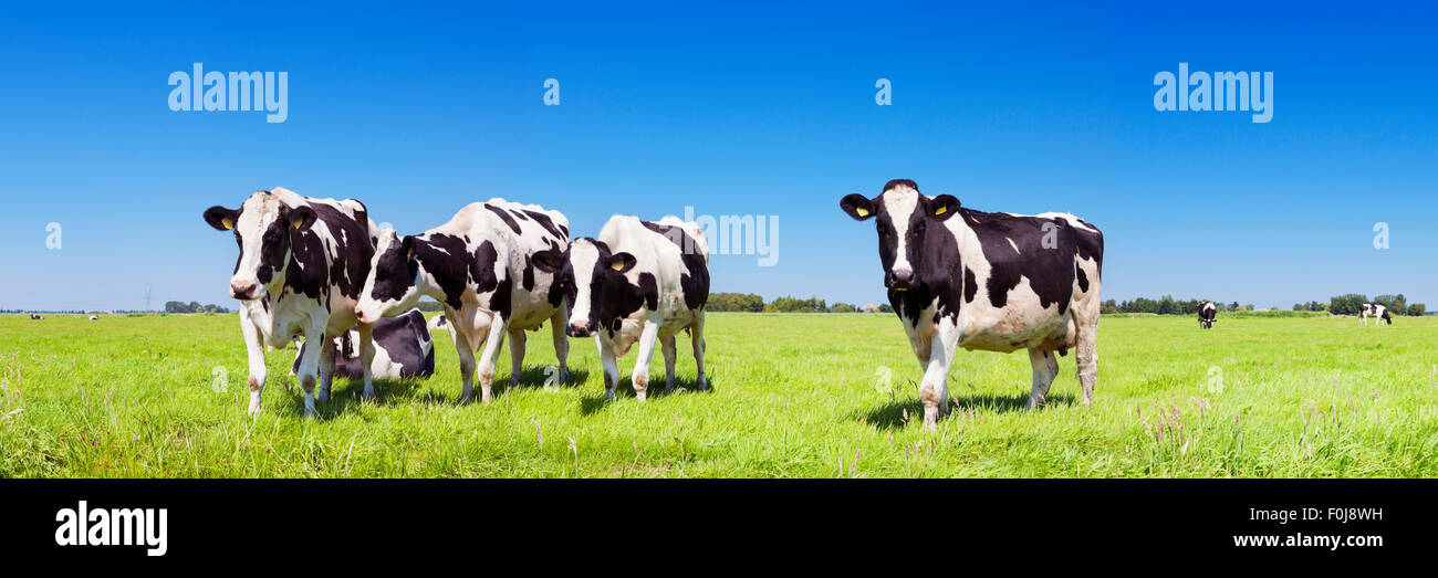 Black and white cows in a grassy field on a bright and sunny day in The ...
