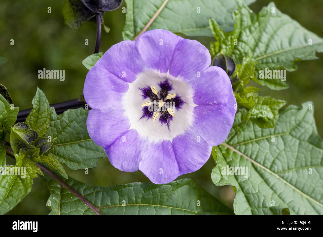 Nicandra physalodes. Shoo-fly plant flower. Stock Photo