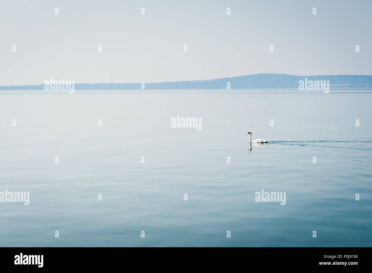 White swan swimming on quiet lake in haze morning Stock Photo