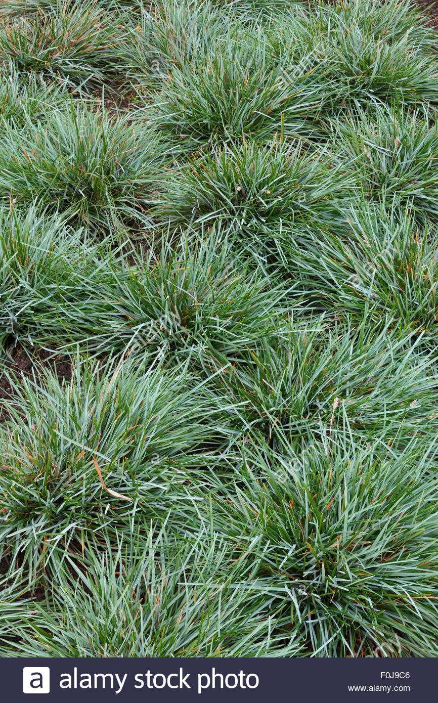 Grasses Ornamental High Resolution Stock Photography And Images Alamy grasses-ornamental-high-resolution-stock-photography-and-images-alamy