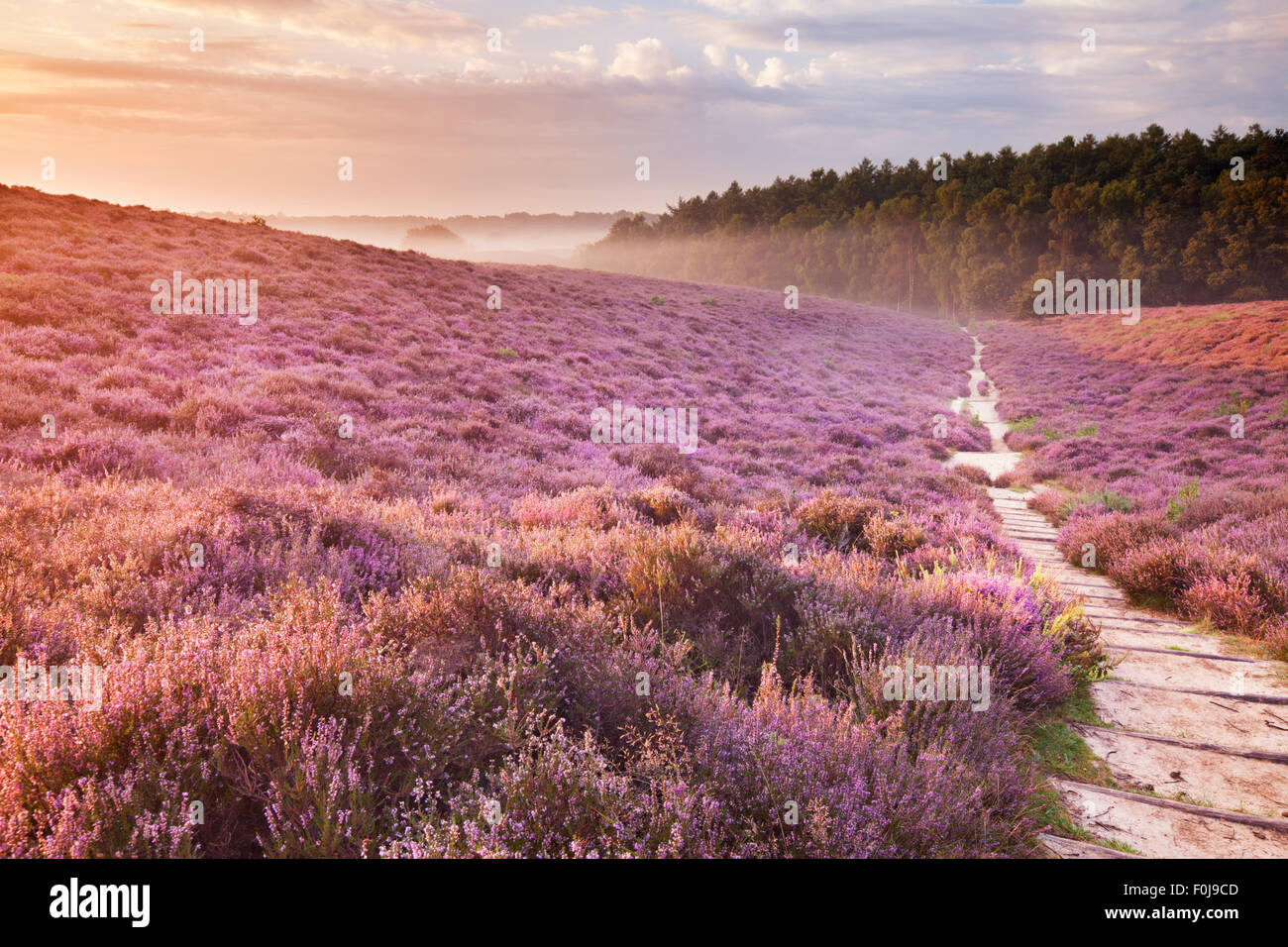 A path through endless hills with blooming heather at sunrise. Photographed at the Posbank in The Netherlands. Stock Photo