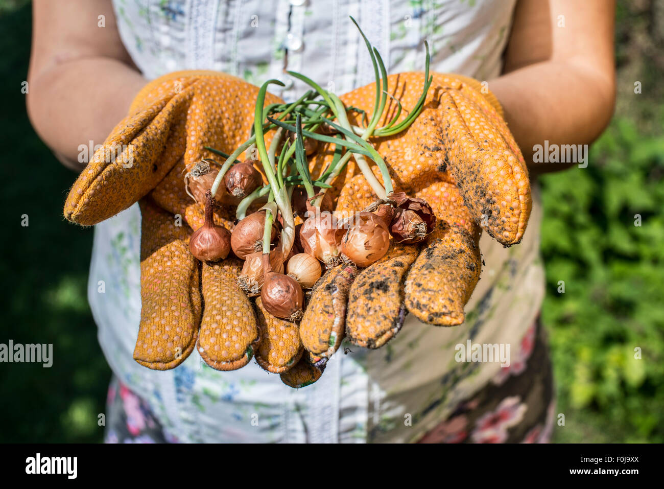 Hands hold plant bulbs in a garden. Daylight Stock Photo Alamy