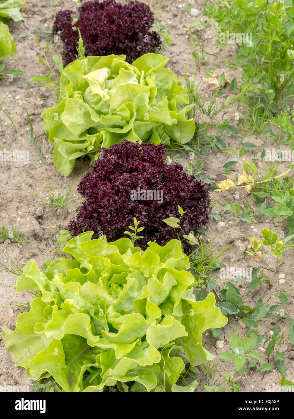 Row of green and red lettuce growing on garden patch Stock Photo