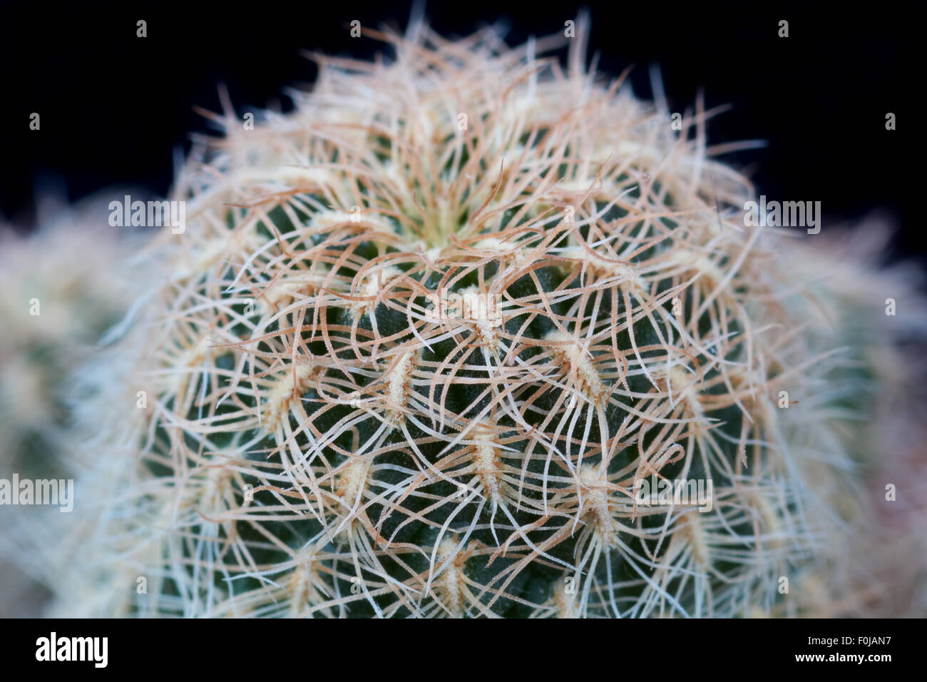 Macro shot of cactus on black background. SULCOREBUTIA crispata Stock Photo