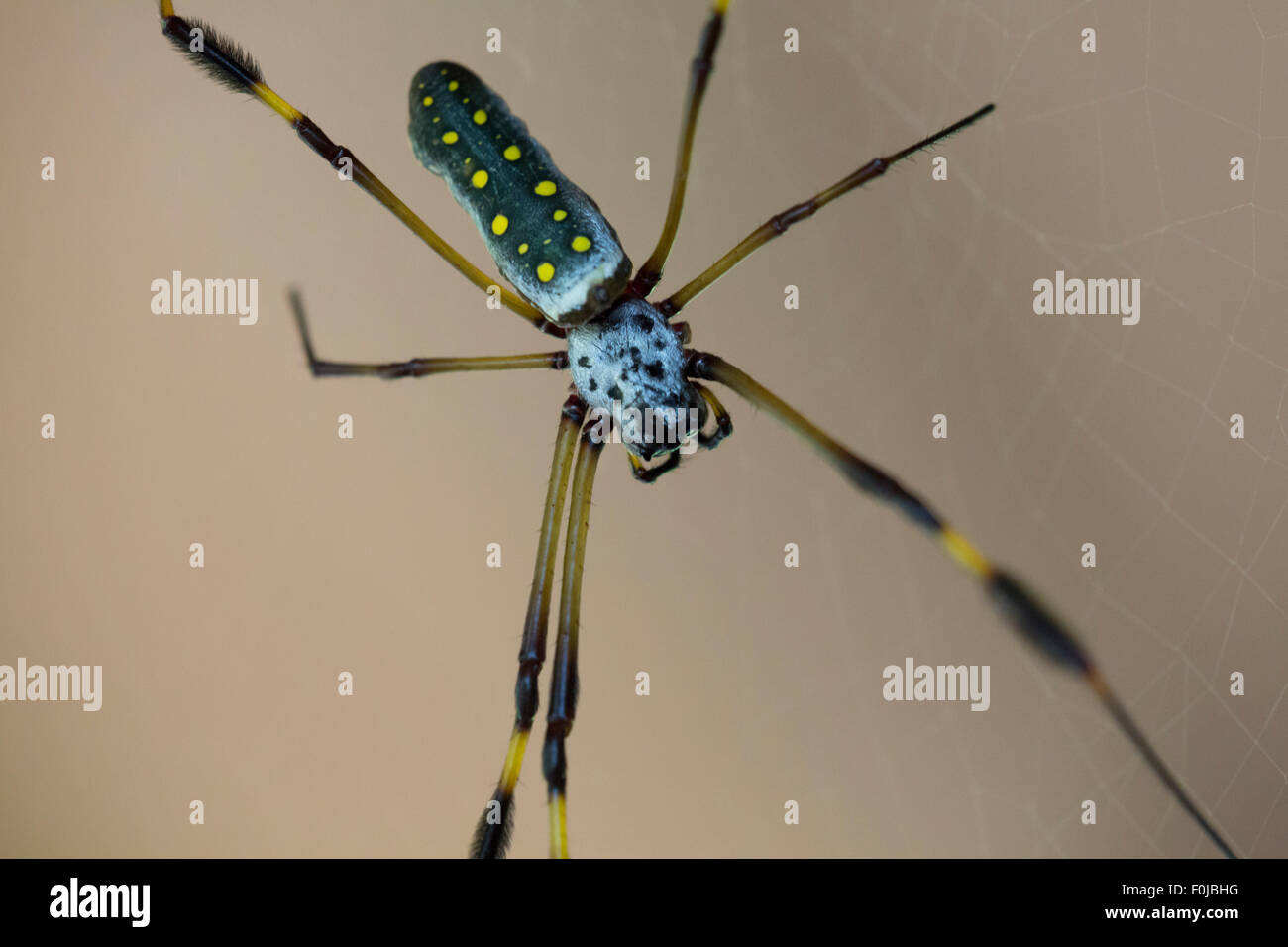 Close up of a Golden Orb Spider in its web in Costa Rica. Stock Photo