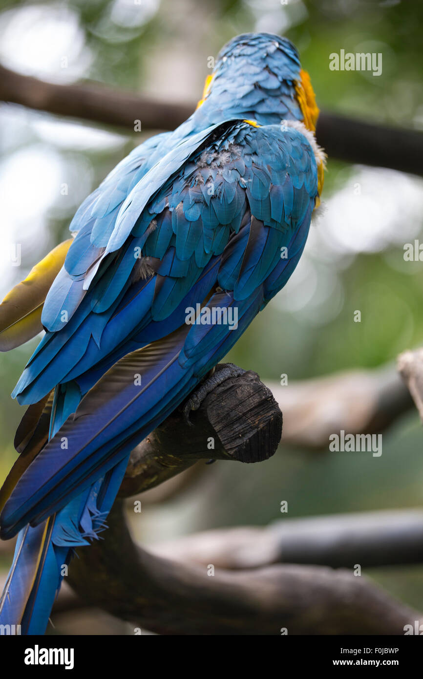 A beautiful Scarlet Macaw on a perch Stock Photo - Alamy - Unique Round Perch Design For Macaw Owners