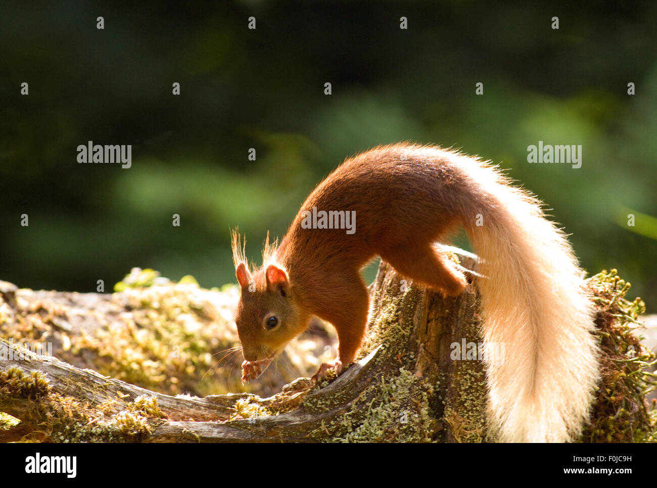 Red Squirrels Sciurus Vulgaris Two Stock Photos & Red Squirrels Sciurus 