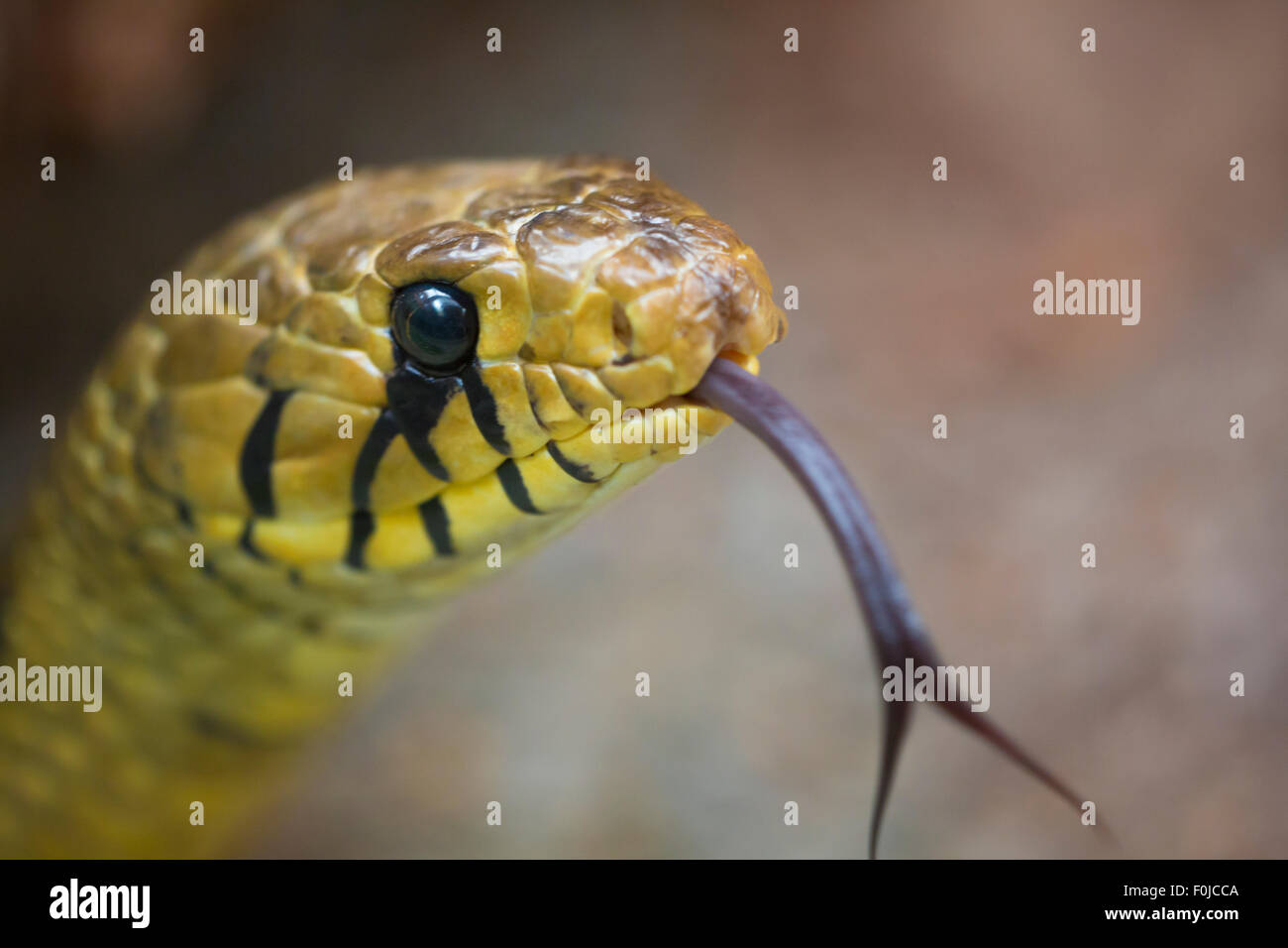Closeup of yellow and black python snake head found in Costa Rica Stock Photo