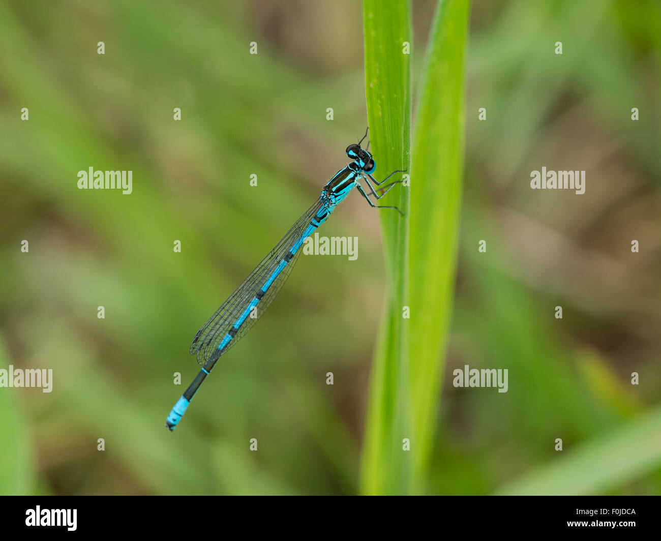 Closeup of a blue damselfly on side of grass Stock Photo