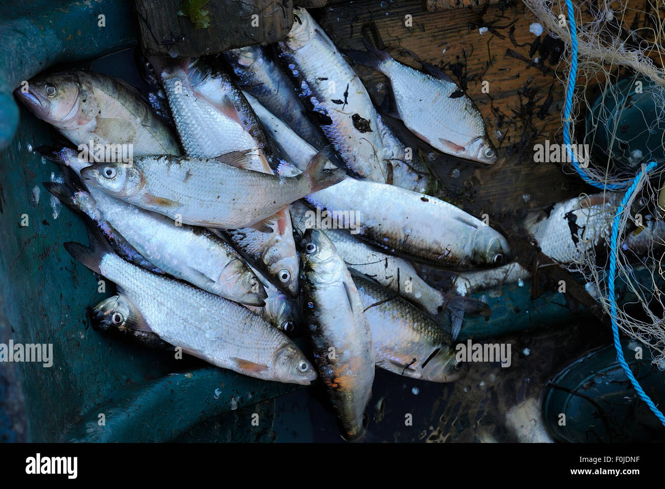 Pontic shad / Danube mackerel (Alosa pontica) and Chinese grass carp (left), fish catch in Sfinthus Gheorghe, Danube delta rewilding area, Romania Stock Photo