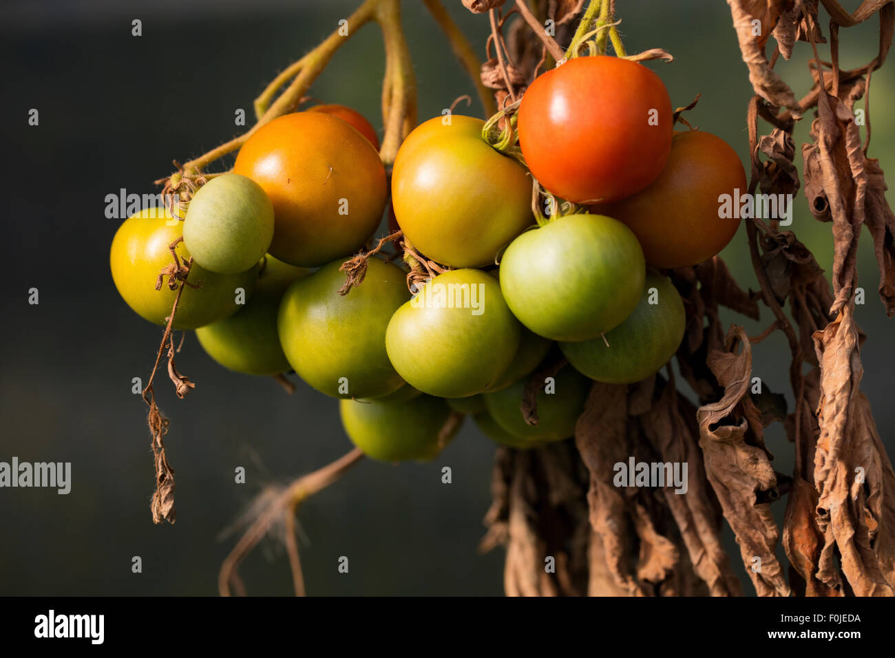High resolution image of tomatoes ripening on the vine Stock Photo Alamy