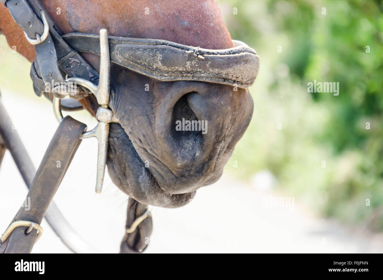 A horse with bridle Stock Photo Alamy