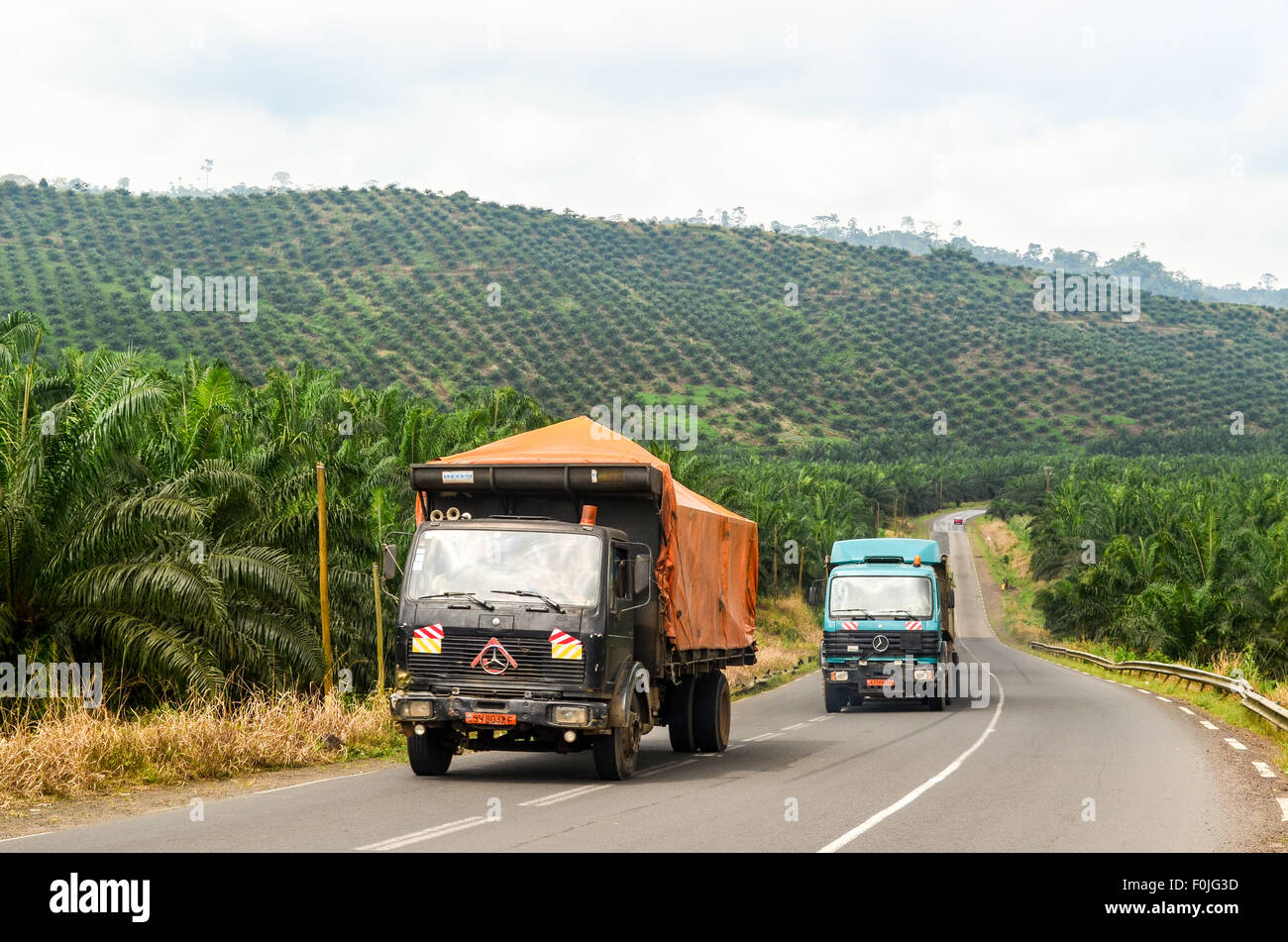 Trucks on a road crossing into a palm tree plantation near Mount Cameroon Stock Photo