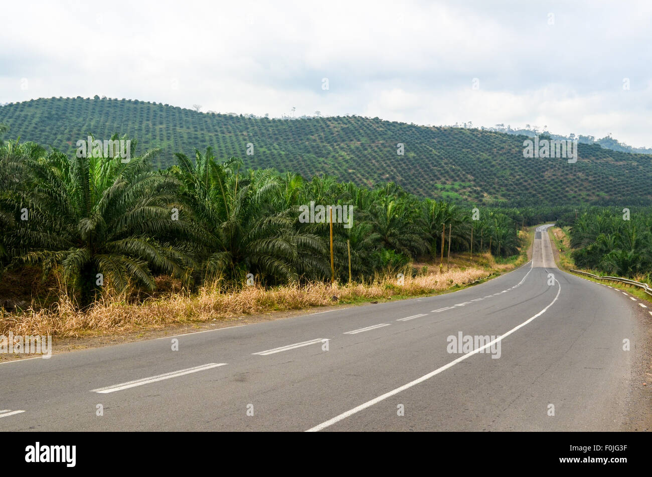 Road crossing into a palm tree plantation near Mount Cameroon Stock Photo