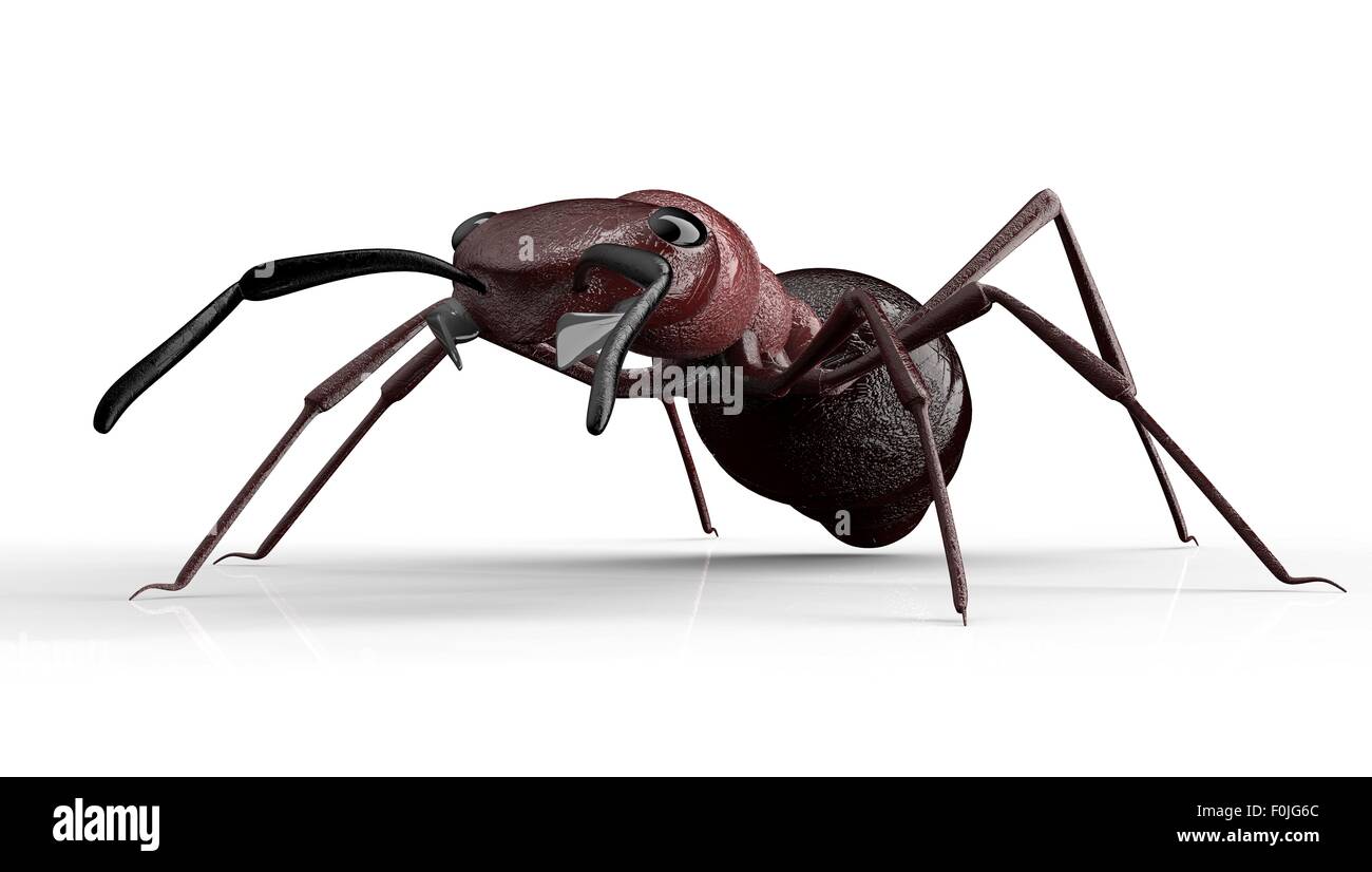black ant isolated on a white background Stock Photo - Alamy