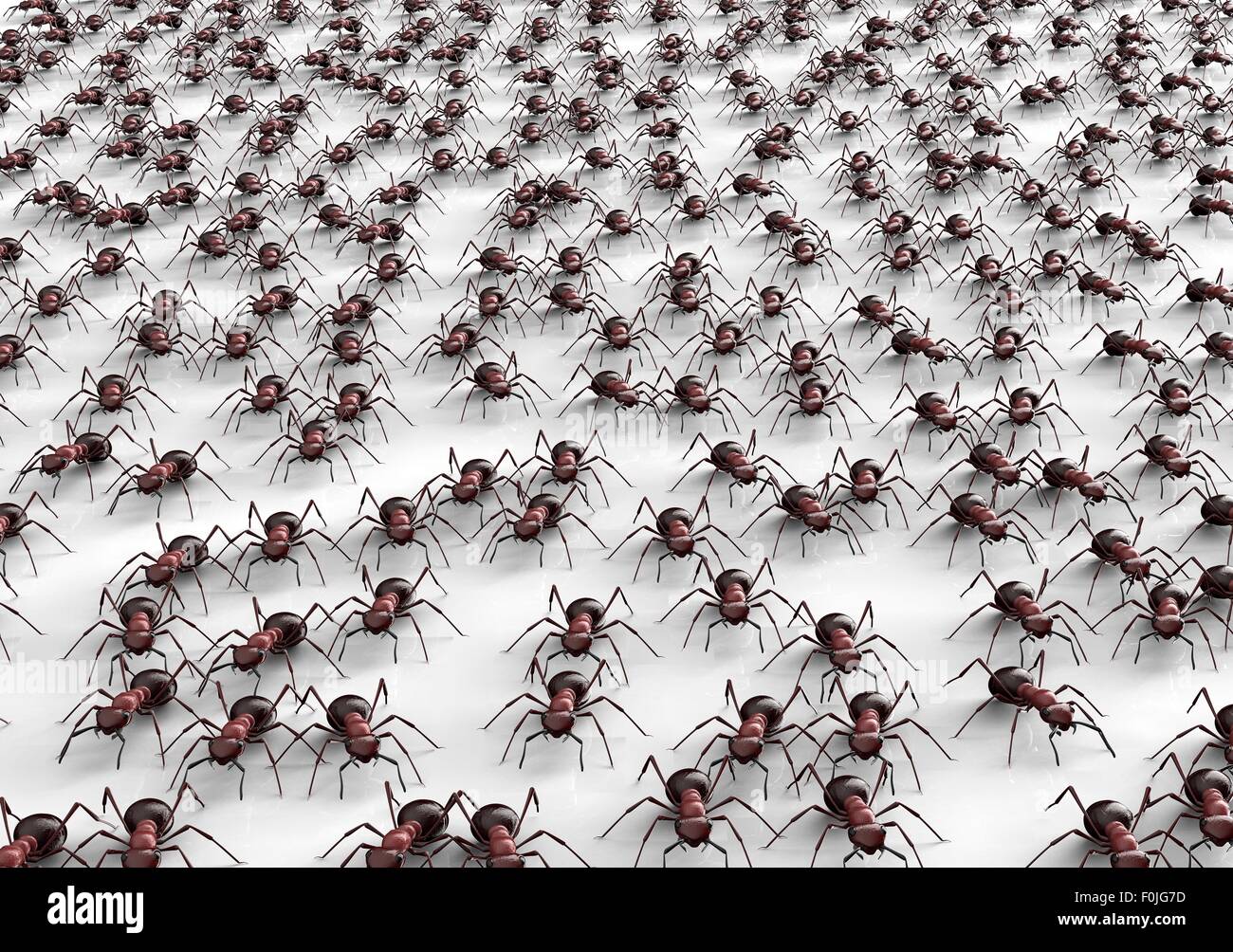 black ants isolated on a white background Stock Photo - Alamy