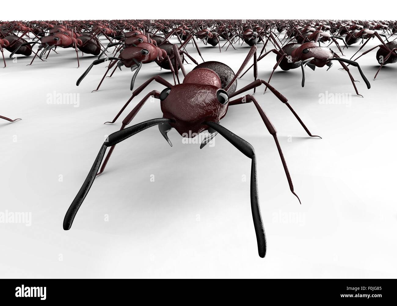 black ants isolated on a white background Stock Photo - Alamy