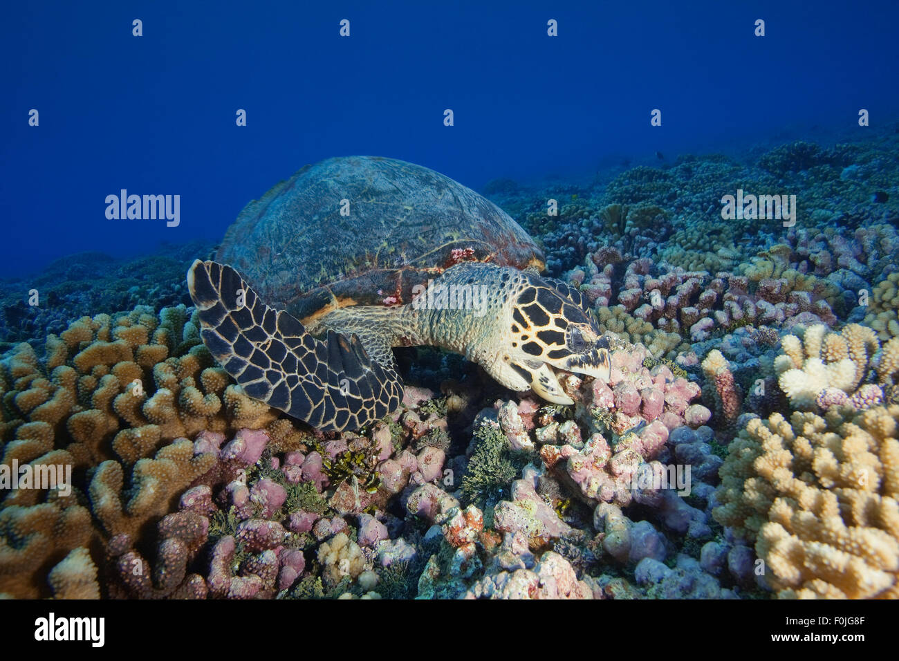 HANKBILL SEA TURTLE EATING SPONGE ON THE CORAL REEF Stock Photo Alamy