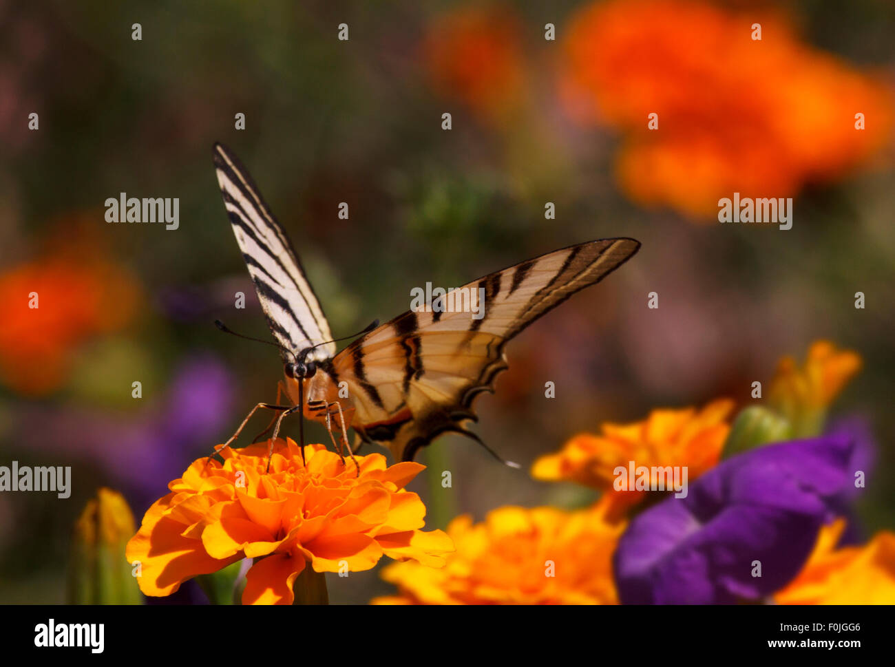 close up of Swallowtail butterfly sitting on marigold flower Stock Photo