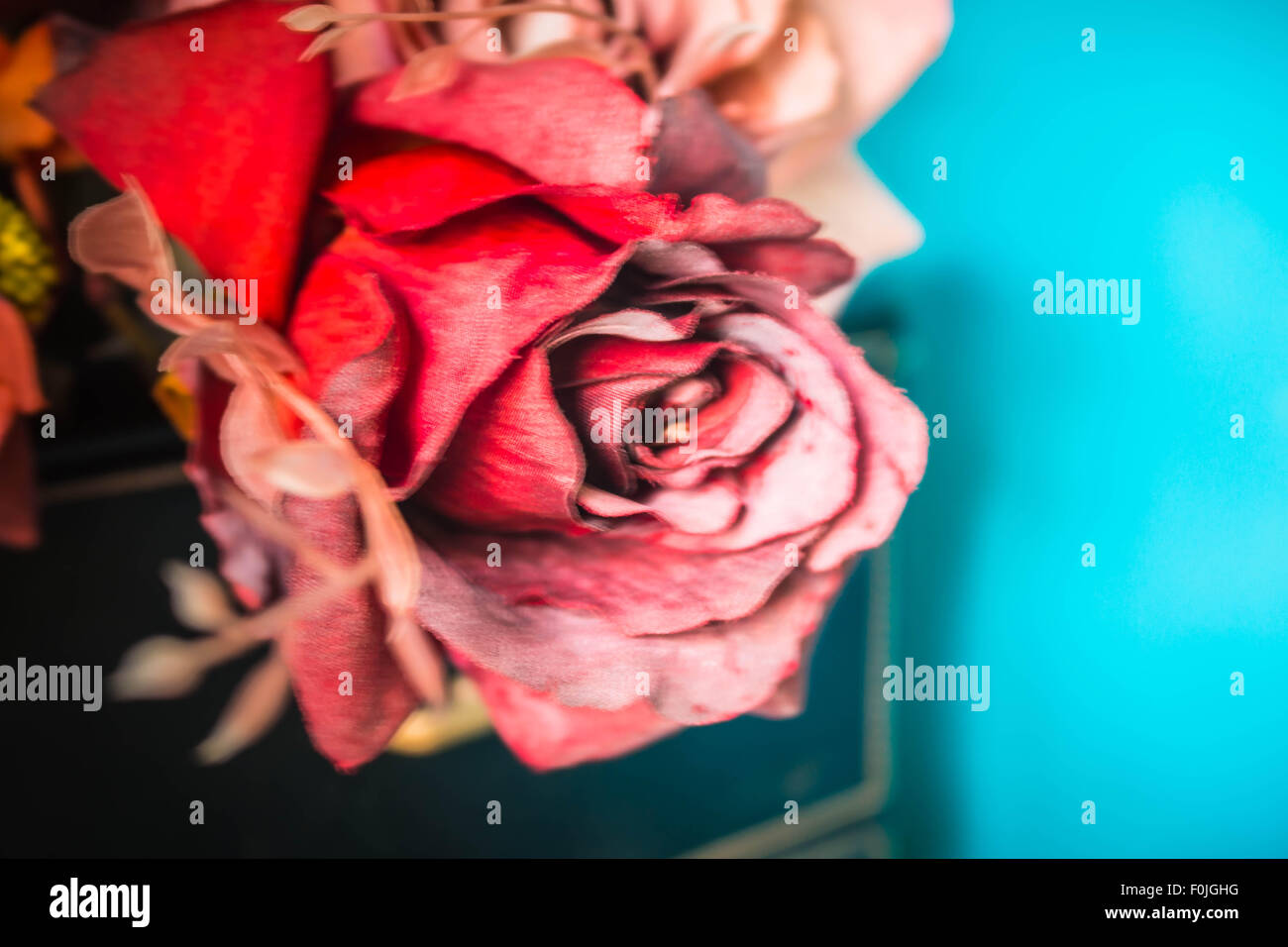 Red roses with blurry images on a blue background Stock Photo - Alamy