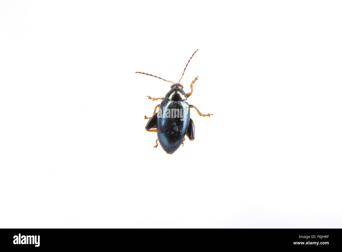 Black bug isolated on a white background Stock Photo