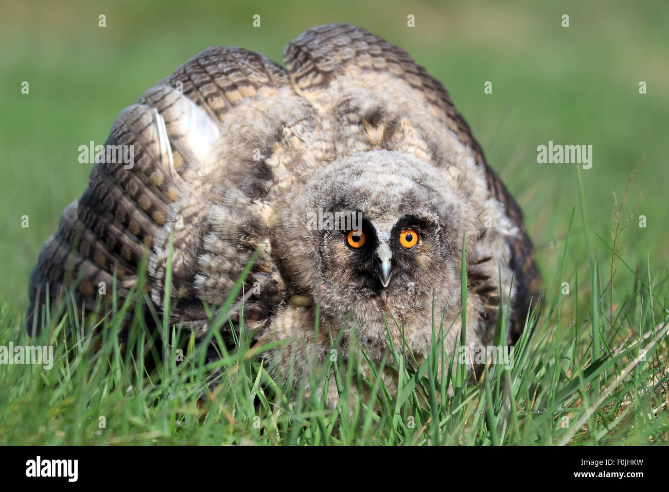 A Natural, Wild Long-eared Owlet (Asio otus) portrait. Showing display posture. Taken in the Angus Glens, Scotland, UK. Stock Photo