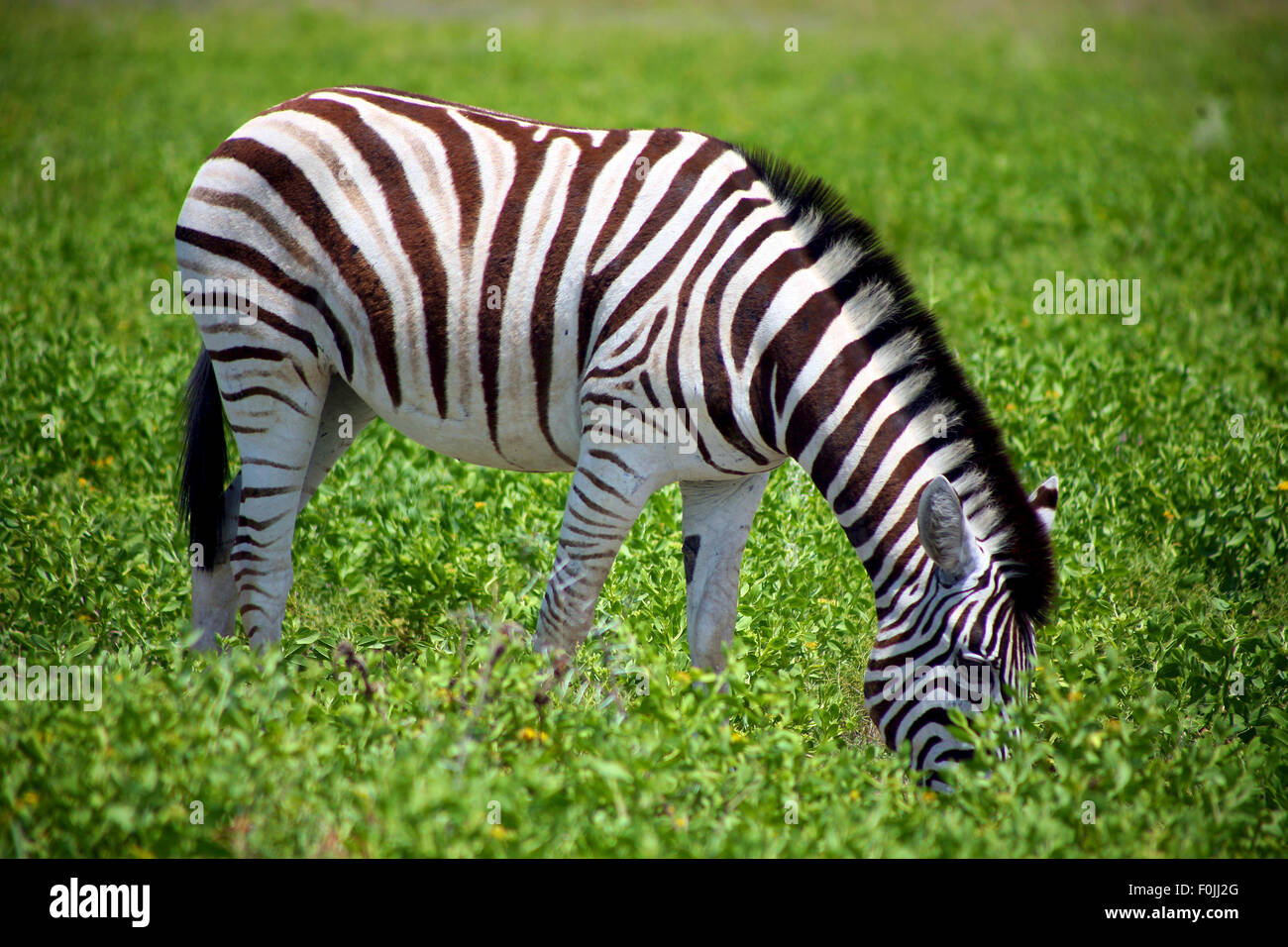 Zebra in Etosha National Game reserve in namibia Stock Photo