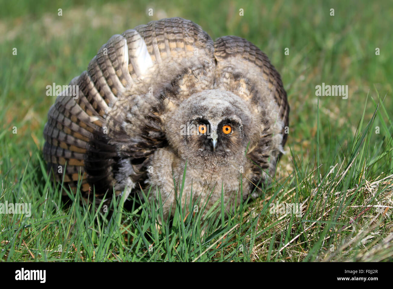 A Natural, Wild Long-eared Owlet (Asio otus) portrait. Showing display posture. Taken in the Angus Glens, Scotland, UK. Stock Photo