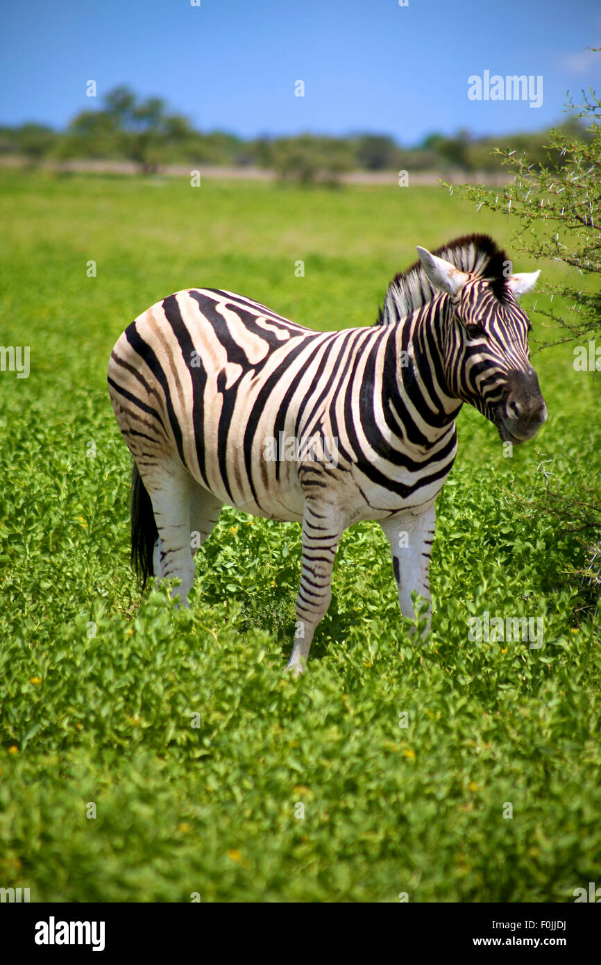 Zebra in Etosha National Game reserve in namibia Stock Photo