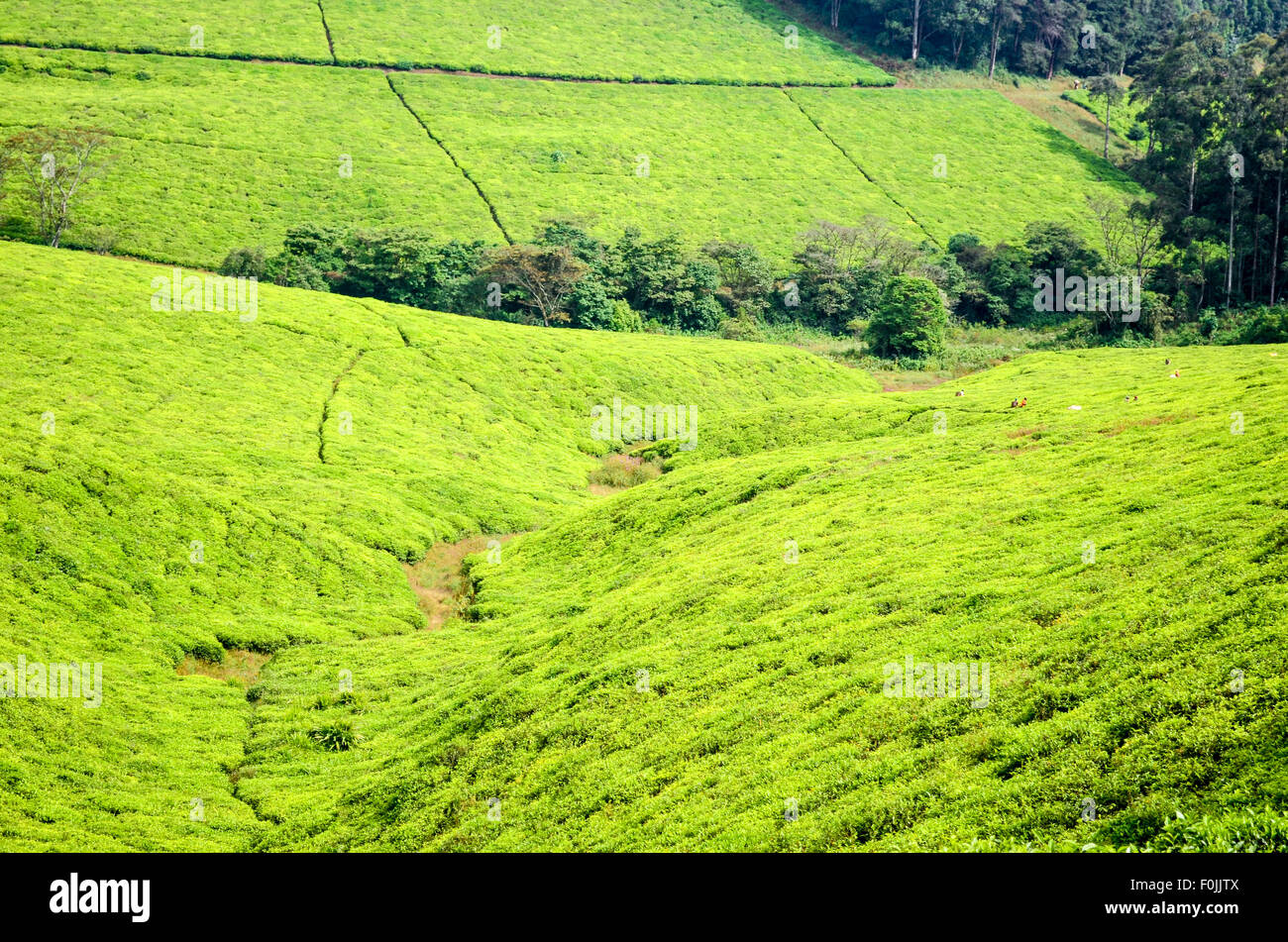 Tea plantations along the Bamenda ring road, Cameroon Stock Photo