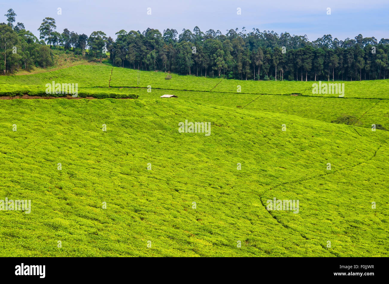 Tea plantations along the Bamenda ring road, Cameroon Stock Photo
