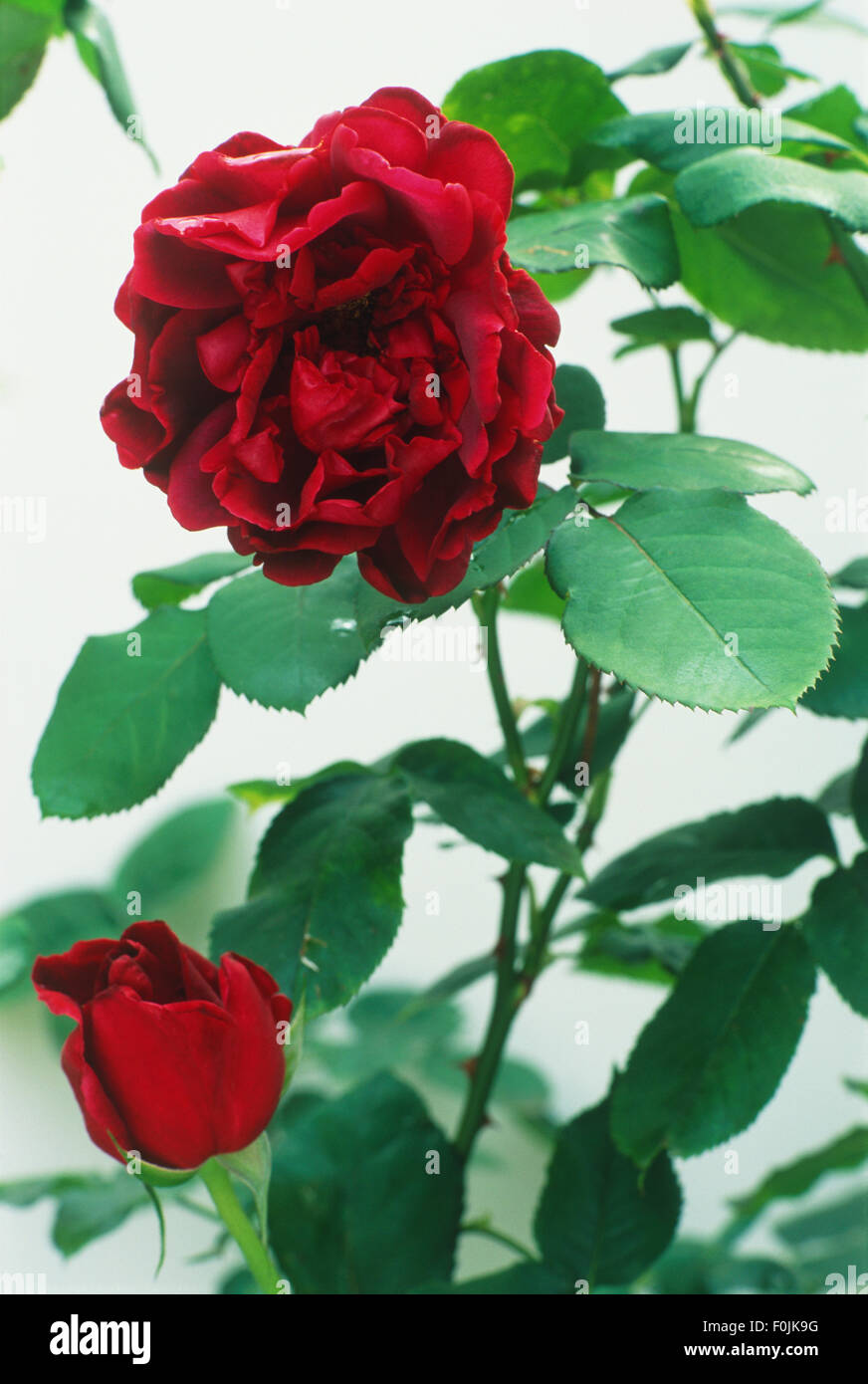 Rosa 'Crimson Glory', globular bloom of deep red petals, and unfurling bud amid dark green foliage Stock Photo