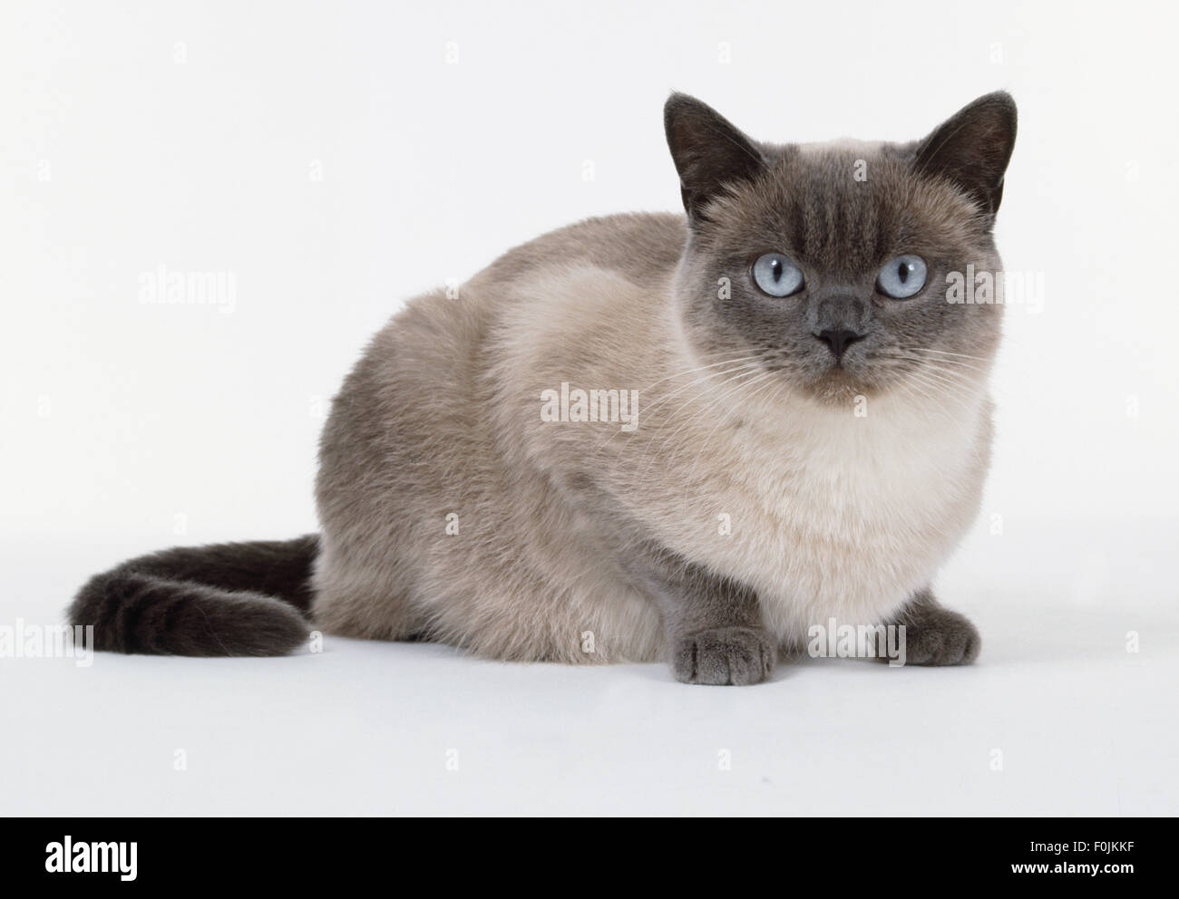 Blue Point British Shorthaired Cat Showing Glacial White Body