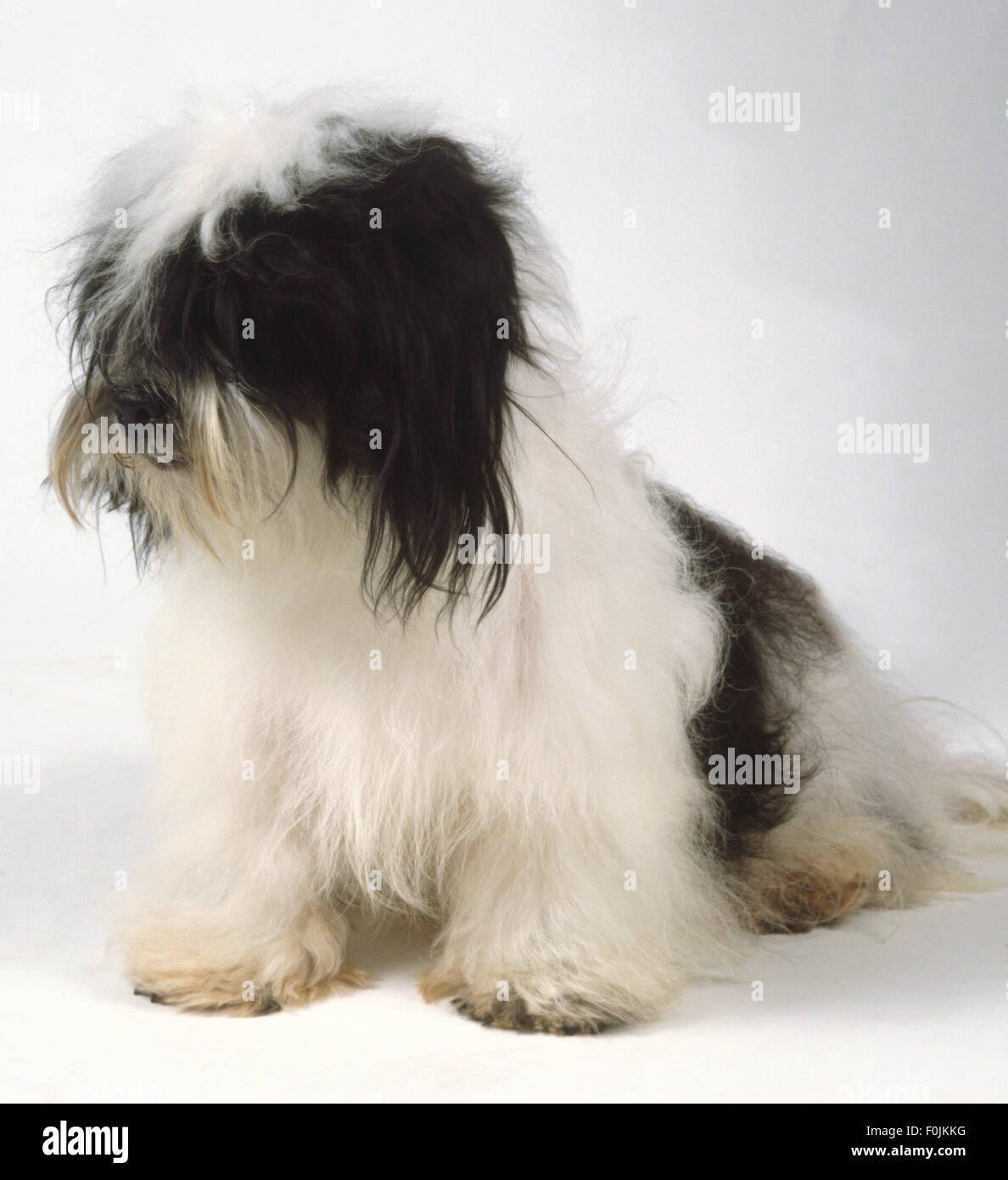 A black and white Kyi Leo dog with a long silky coat draping from its head and body. Stock Photo