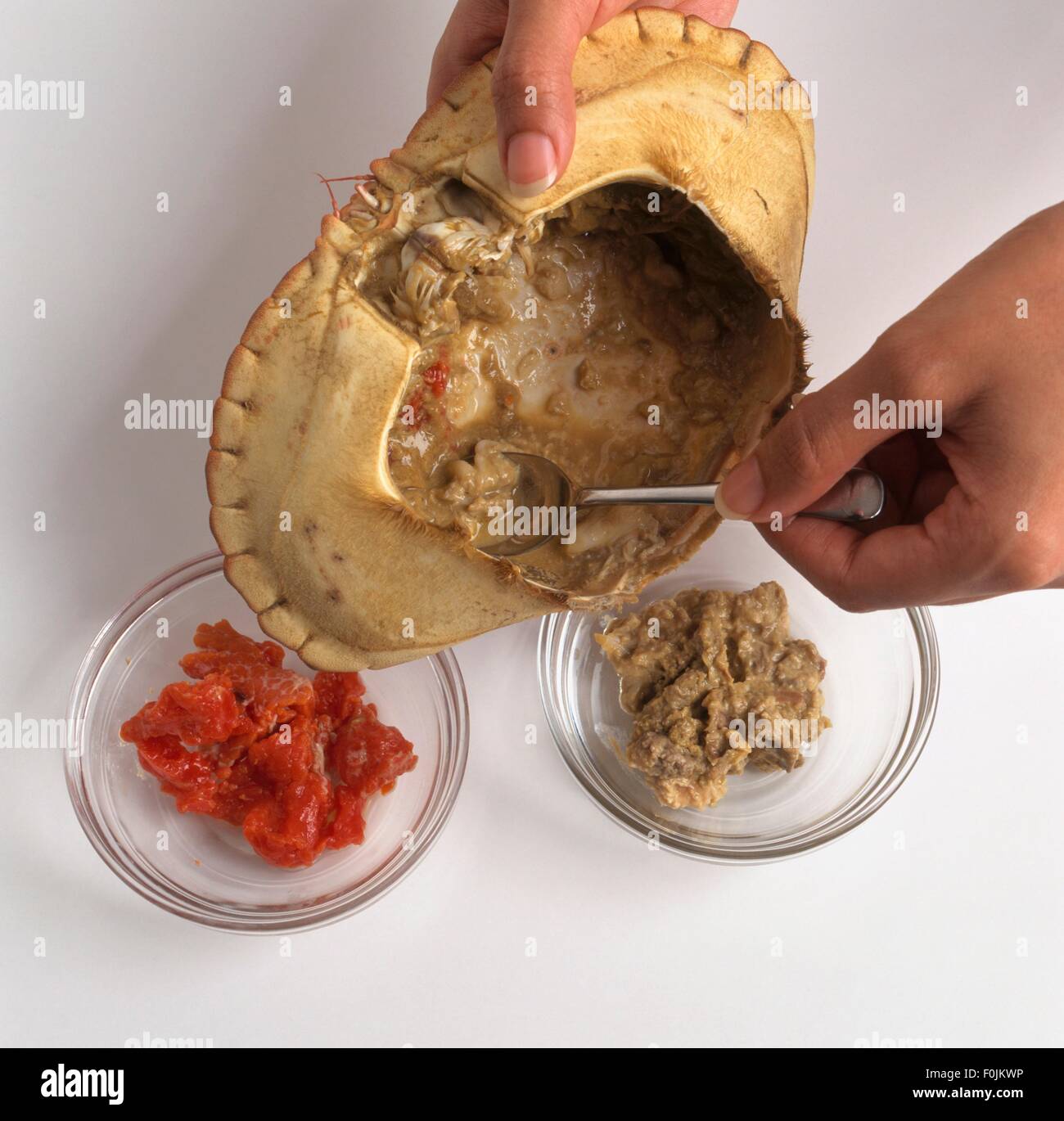 Using spoon to remove cooked crab meat from shell above two glass bowls Stock Photo Alamy