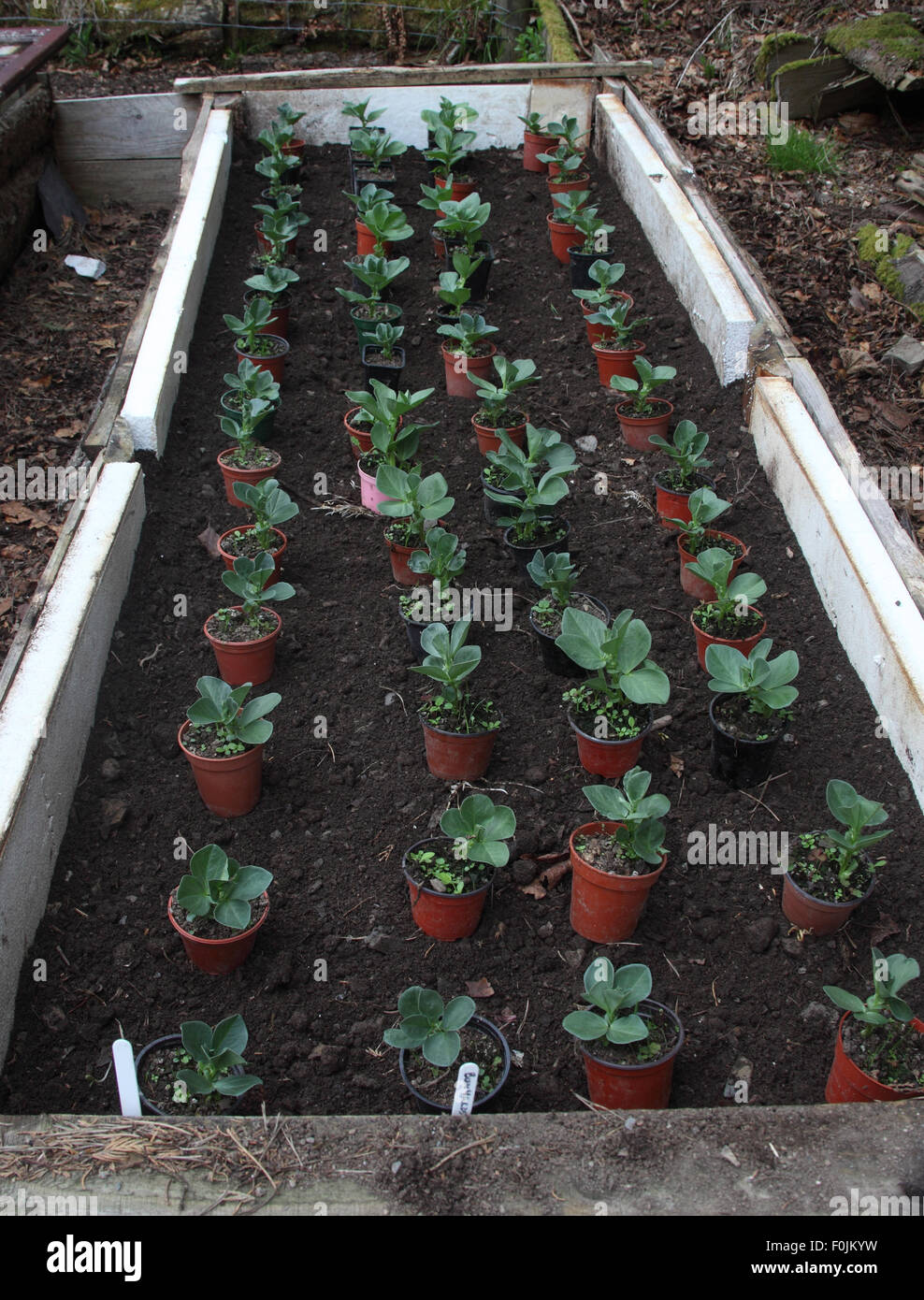 Transplanting broad beans into a raised bed Stock Photo Alamy