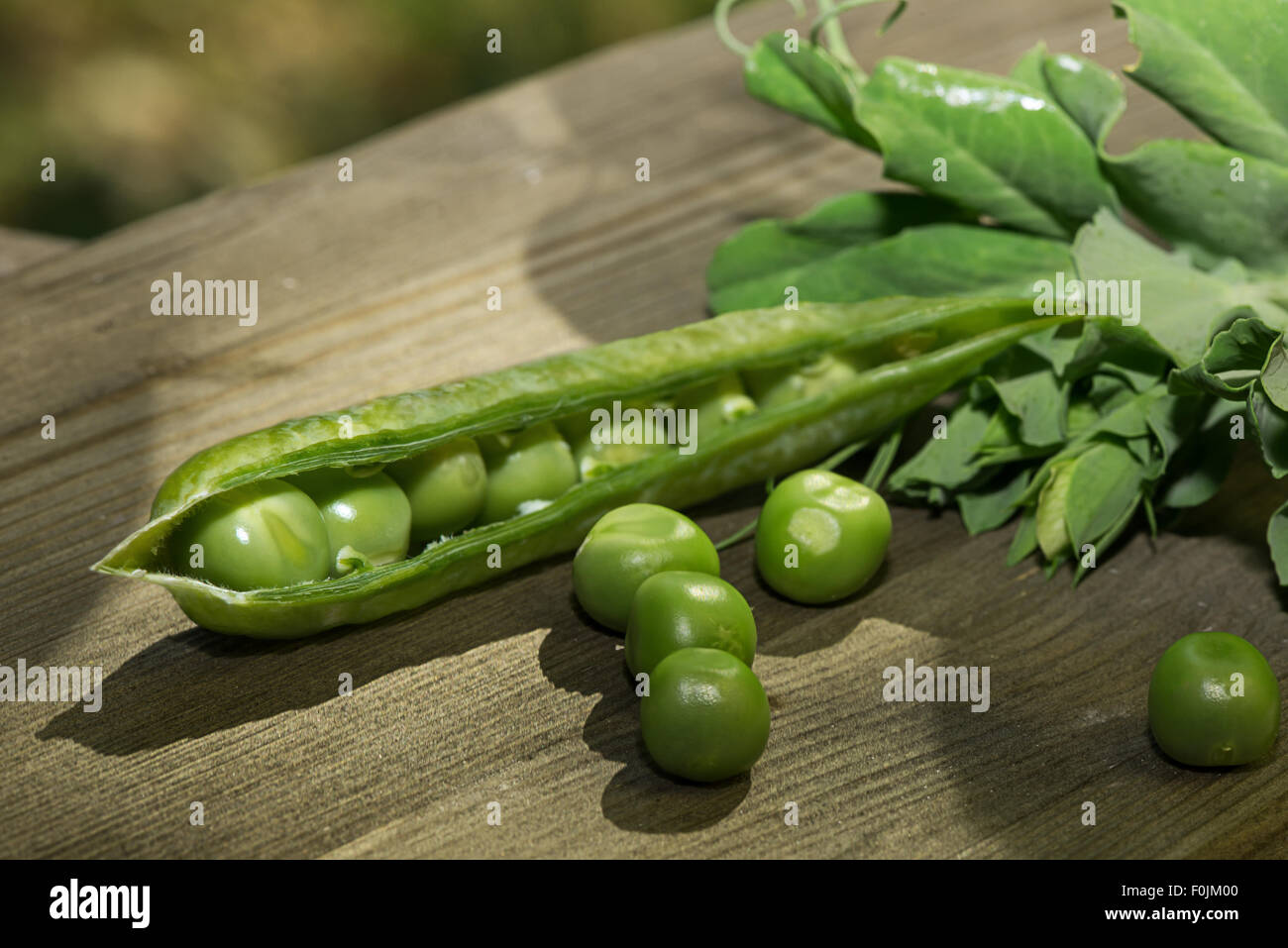 Close up sweet pea leaves hires stock photography and images Alamy