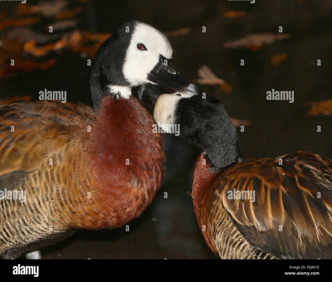 Two South American  White-faced whistling ducks (Dendrocygna viduata) preening each other Stock Photo