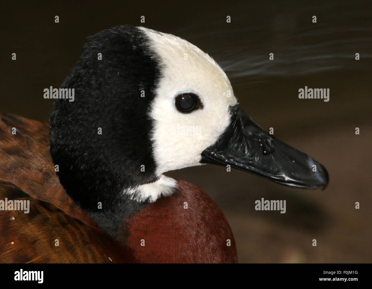 Closeup of a Tropical White-faced whistling duck (Dendrocygna viduata), native to sub-Saharan Africa and much of South America. Stock Photo