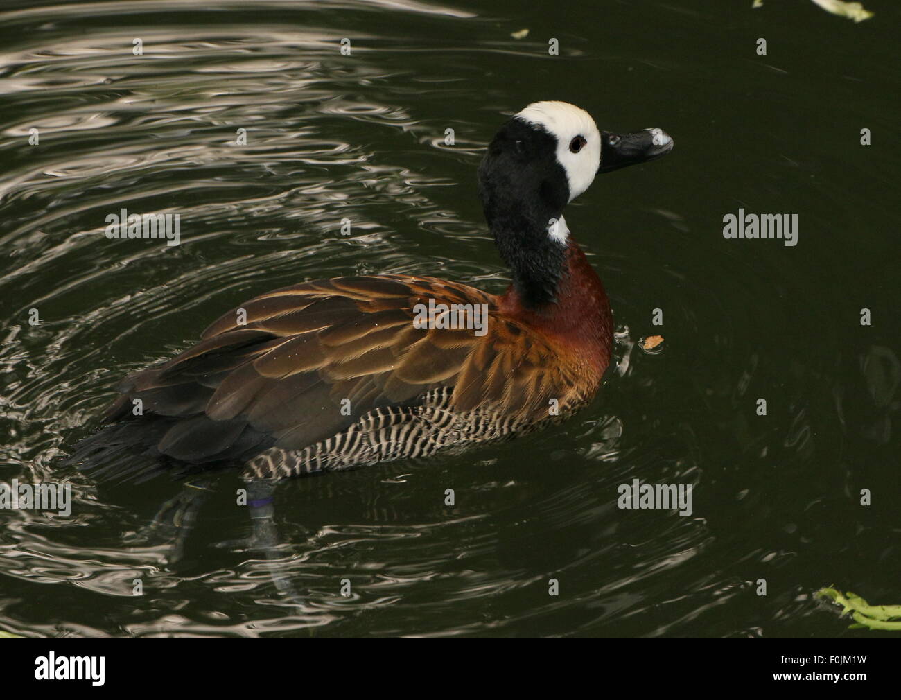 White-faced whistling duck (Dendrocygna viduata) swimming in a pond Stock Photo